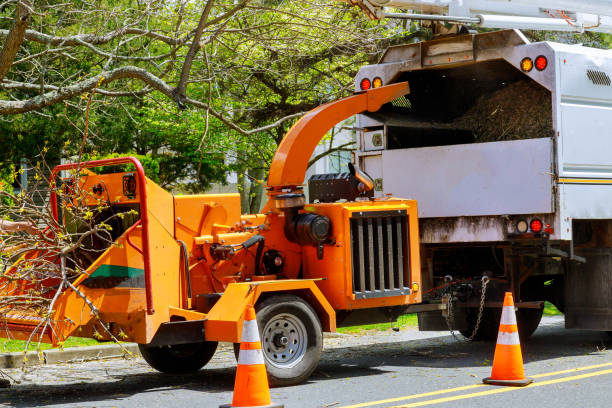 How Our Tree Care Process Works  in  Erwin, NC