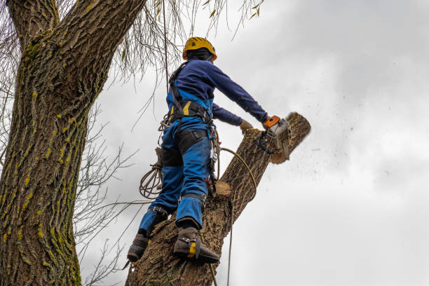 How Our Tree Care Process Works  in  Erwin, NC