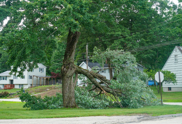 Best Lot and Land Clearing  in Erwin, NC